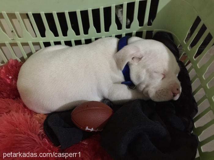 casper Erkek Amerikan Staffordshire Terrier