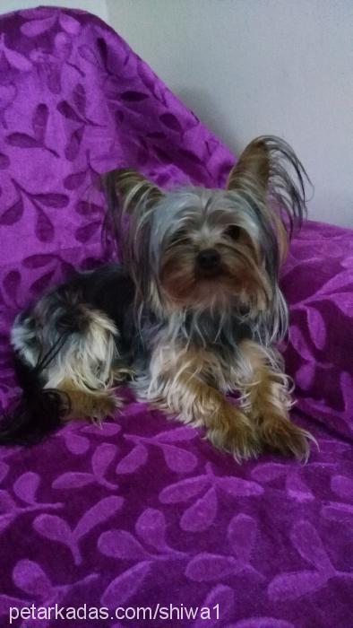 shiwa Erkek Yorkshire Terrier