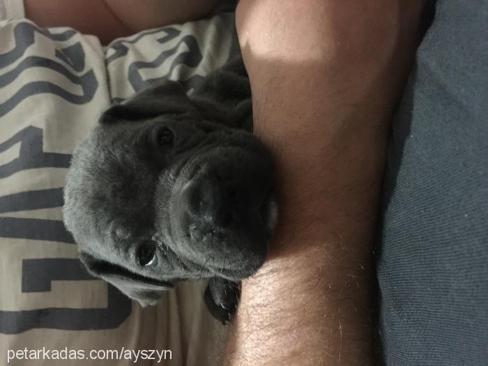 yaman Erkek Cane Corso Italiano