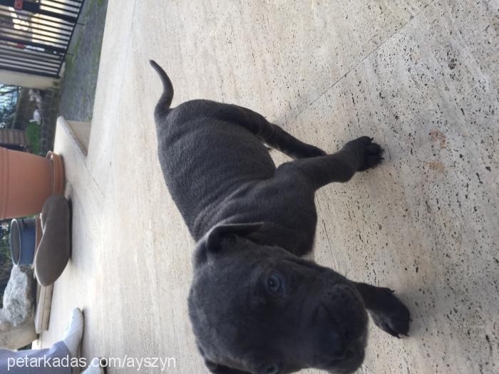 yaman Erkek Cane Corso Italiano