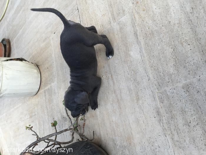 yaman Erkek Cane Corso Italiano