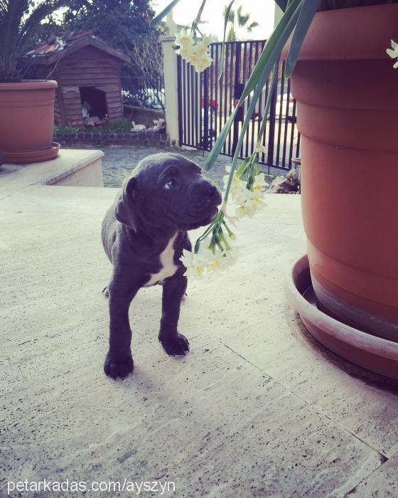 yaman Erkek Cane Corso Italiano