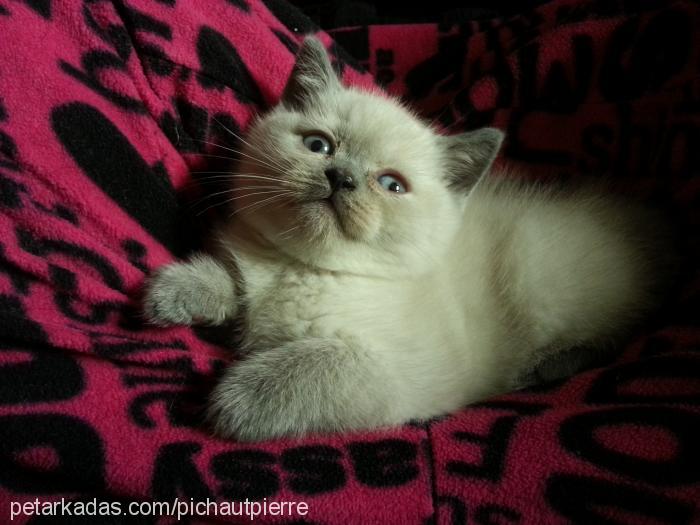 cocochanel Erkek British Shorthair