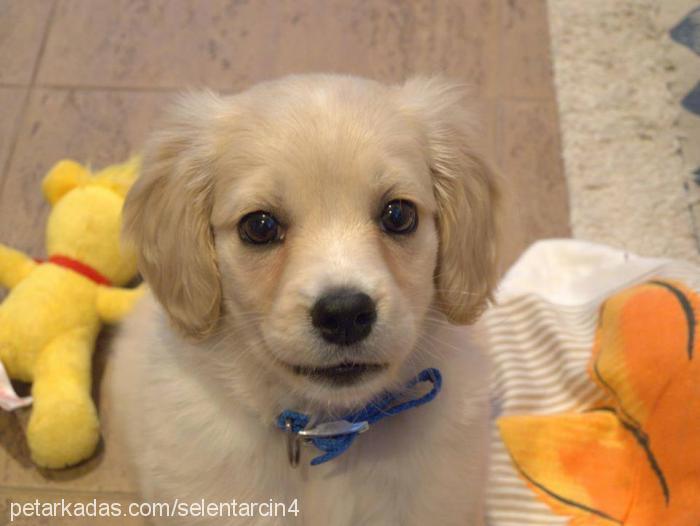 rio Erkek İngiliz Cocker Spaniel