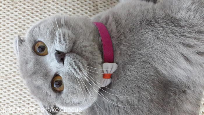 moni Dişi Scottish Fold