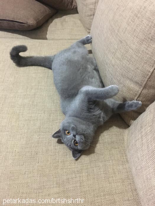 shaziment Dişi British Shorthair