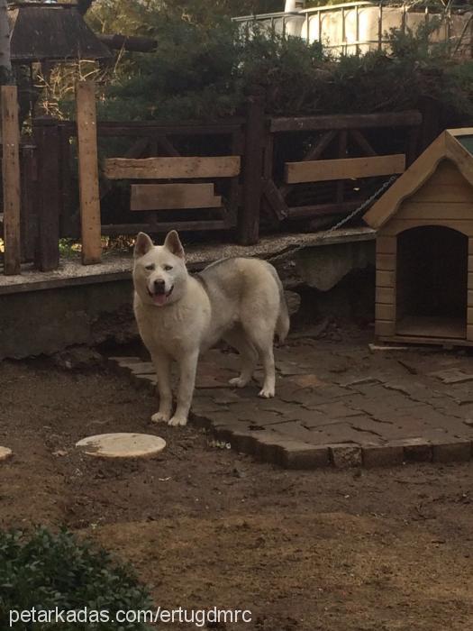 kuzey Erkek Sibirya Kurdu (Husky)