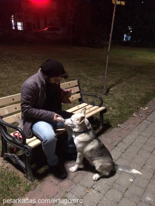 kuzey Erkek Sibirya Kurdu (Husky)