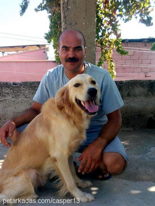 casper Erkek Golden Retriever