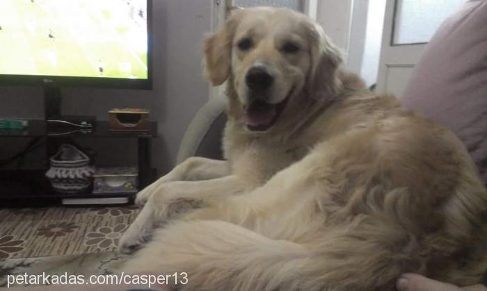 casper Erkek Golden Retriever