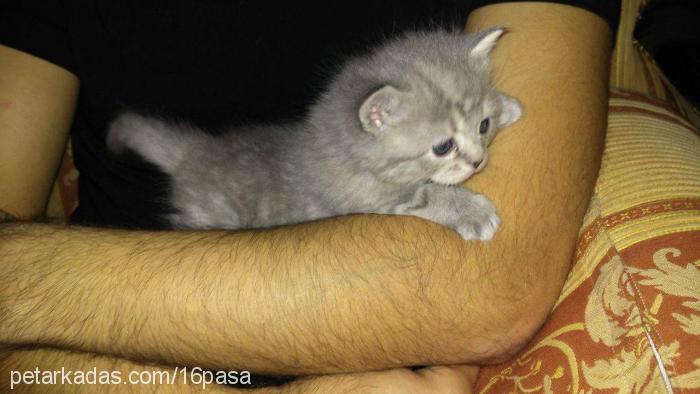 helen Dişi British Shorthair