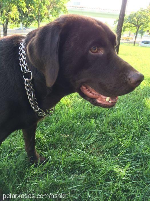 luca Erkek Labrador Retriever