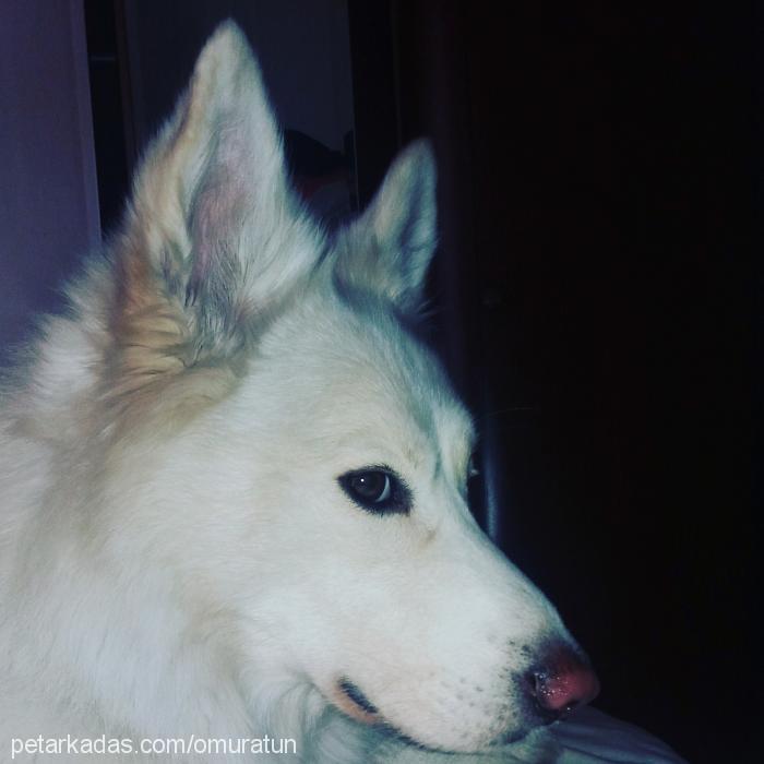 ares Erkek Sibirya Kurdu (Husky)