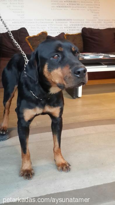 pera Dişi Rottweiler