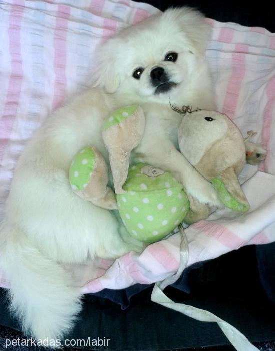 prenses Dişi Pekingese