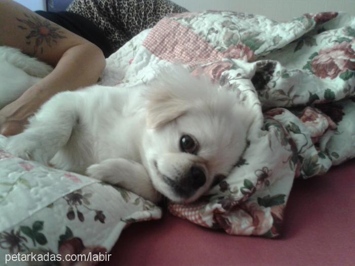 prenses Dişi Pekingese