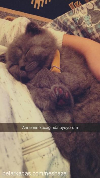 zeeeuscuğumbeyf Erkek Scottish Fold