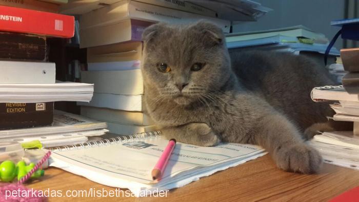 ponçik Dişi Scottish Fold