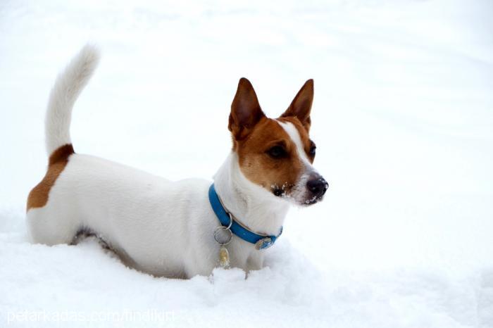 fındık Erkek Jack Russell Terrier