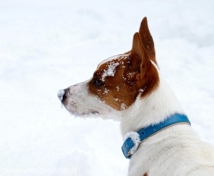 fındık Erkek Jack Russell Terrier