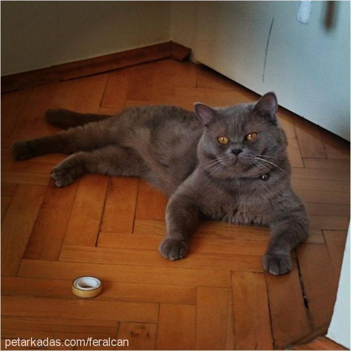 gri Erkek British Shorthair