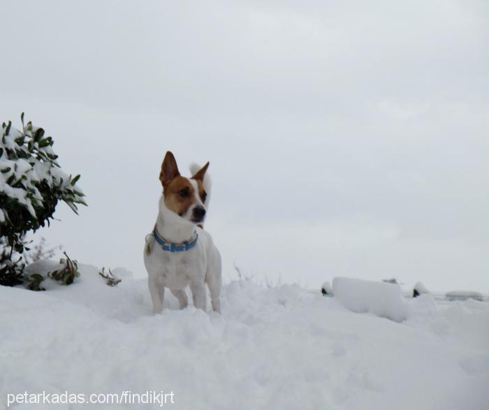 fındık Erkek Jack Russell Terrier