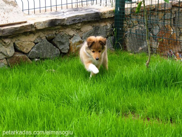 cherie Dişi Shetland Çoban Köpeği