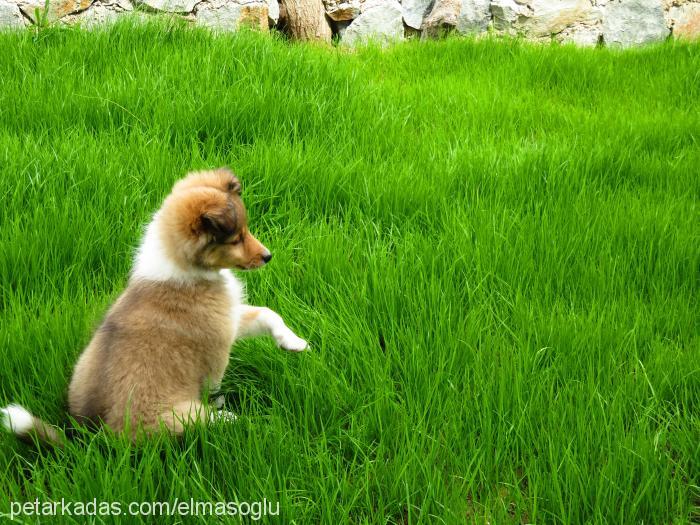 cherie Dişi Shetland Çoban Köpeği