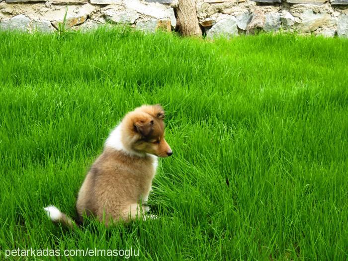 cherie Dişi Shetland Çoban Köpeği