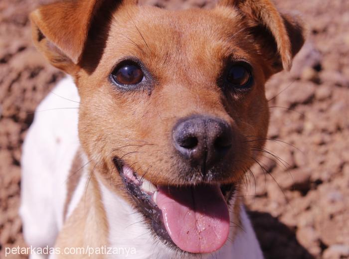 cicİ Dişi Jack Russell Terrier