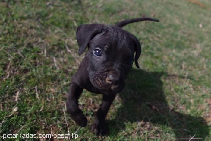 kömür Erkek Cane Corso Italiano