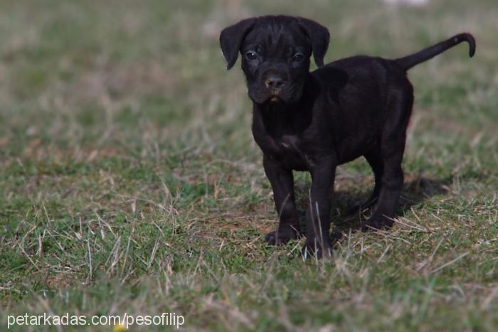 kömür Erkek Cane Corso Italiano