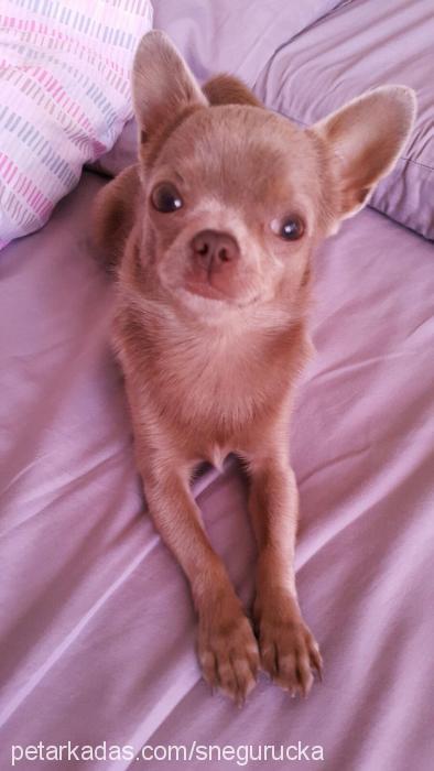 lokum Erkek Chihuahua