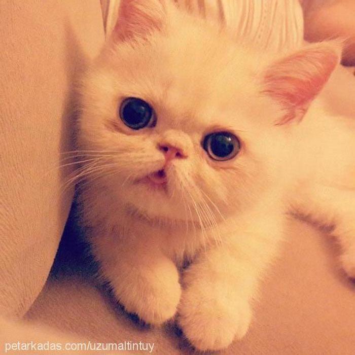 Üzüm Dişi Exotic Shorthair