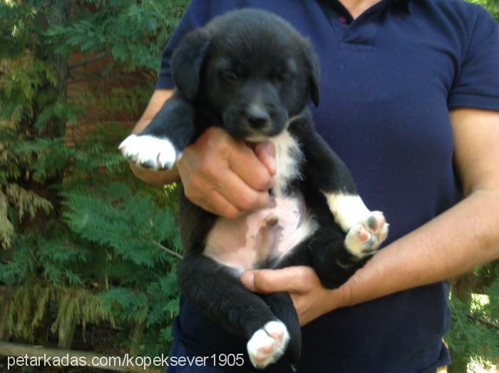 tontişkolar Dişi Labrador Retriever