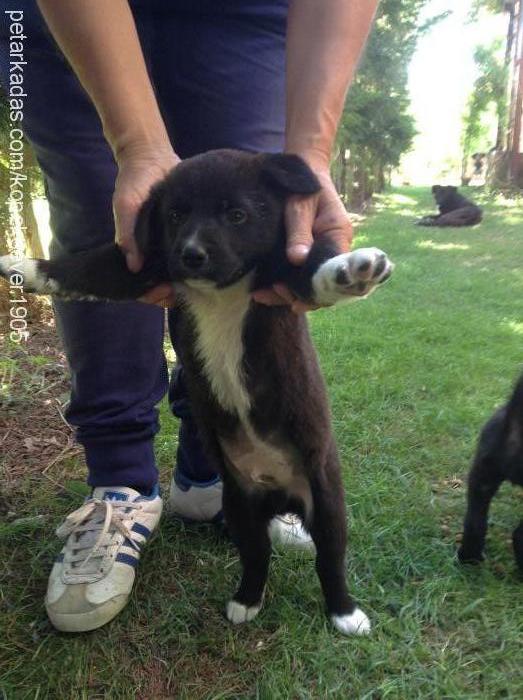 tontişkolar Dişi Labrador Retriever