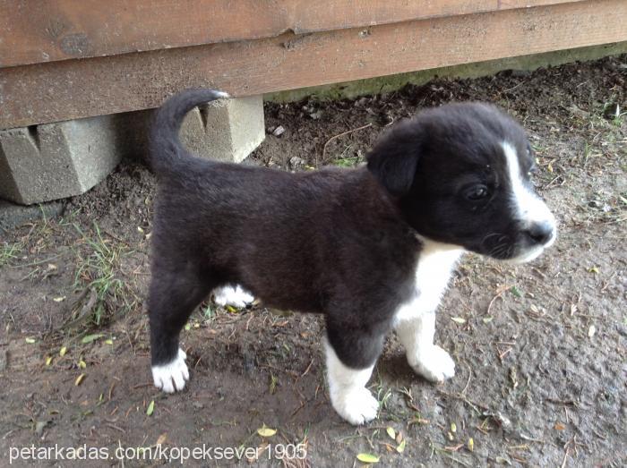 tontişkolar Dişi Labrador Retriever