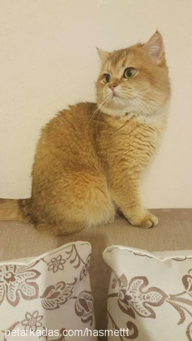 sÜleyman Erkek British Shorthair