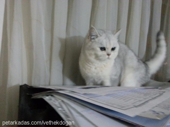 behlül Erkek British Shorthair