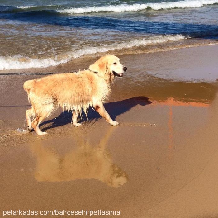 aşil Erkek Golden Retriever