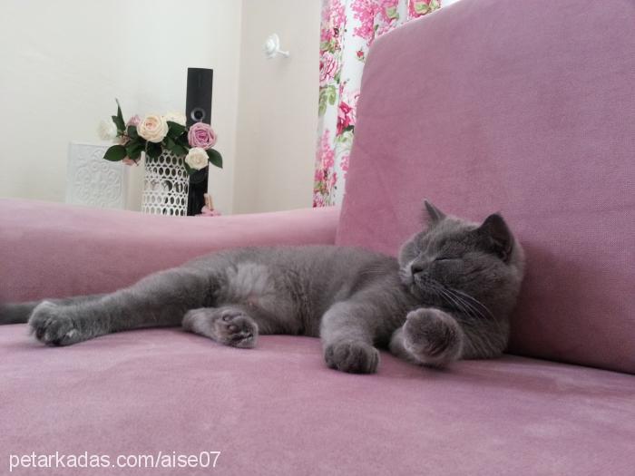 yumi Dişi British Shorthair