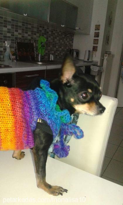 daisy Dişi Minyatür Pinscher