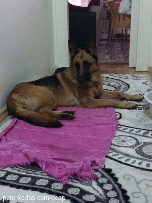 armyvonnur Dişi Alman Çoban Köpeği