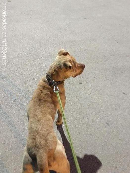 paşa Erkek Amerikan Staffordshire Terrier