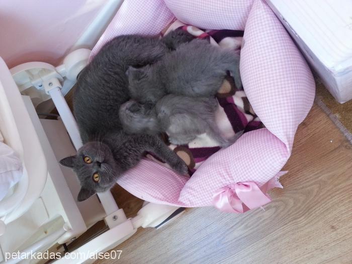 yumi Dişi British Shorthair