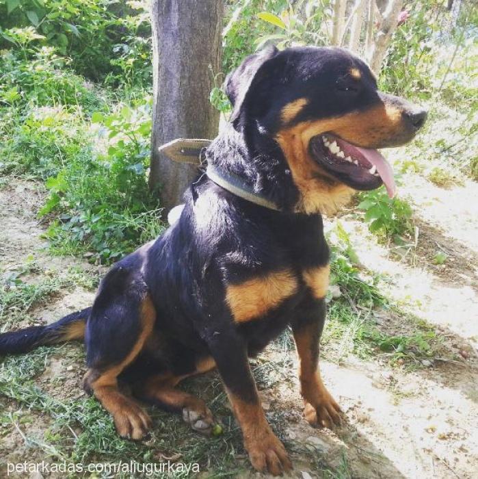 tyson Erkek Rottweiler