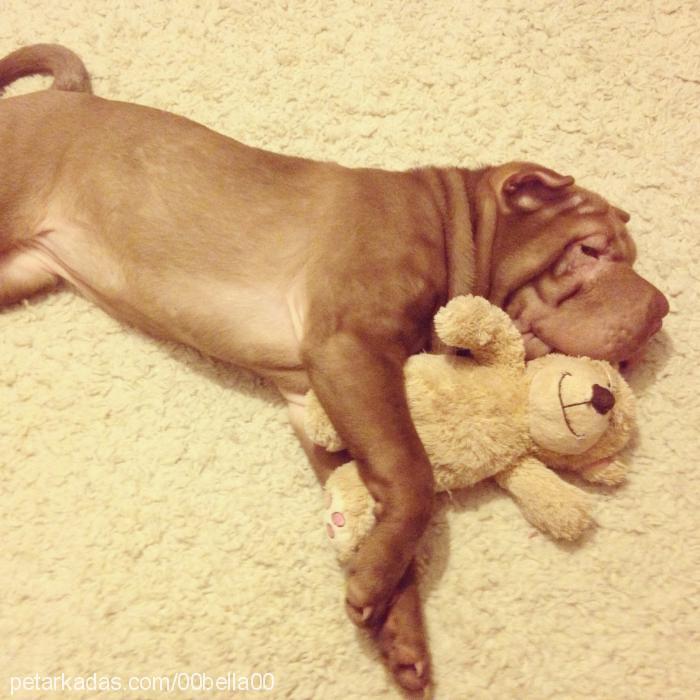 lily Dişi Çin Shar-Pei