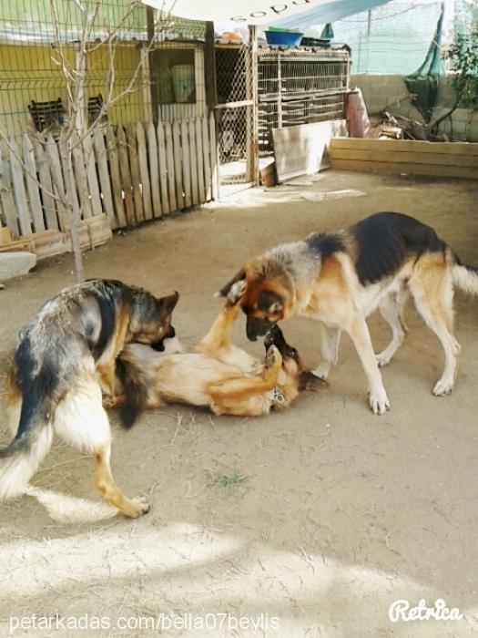 bella Dişi Alman Çoban Köpeği