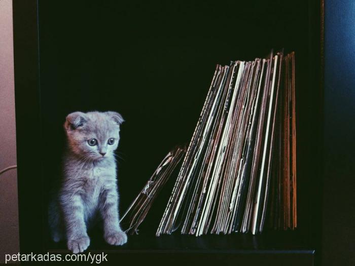 kaju Erkek Scottish Fold