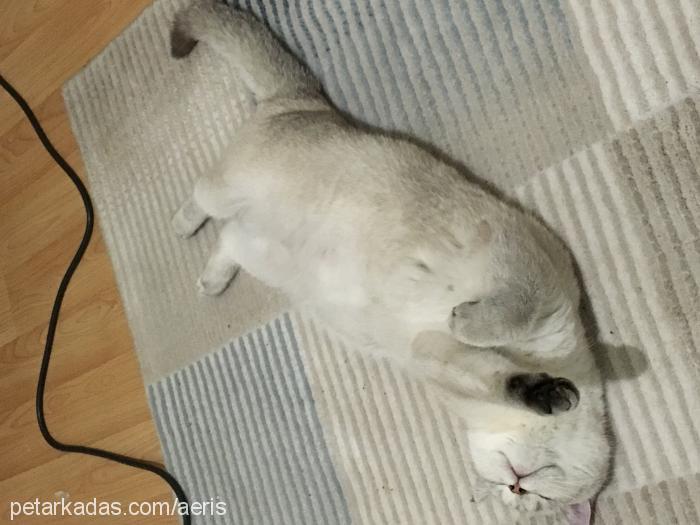 iris Dişi British Shorthair